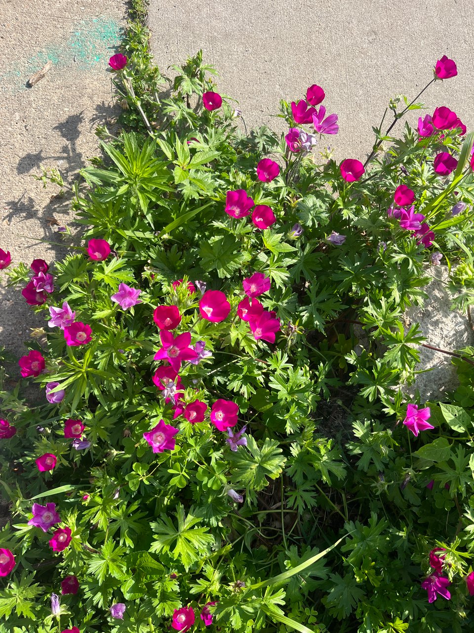 bright pink flowers against green leaves and sidewalk