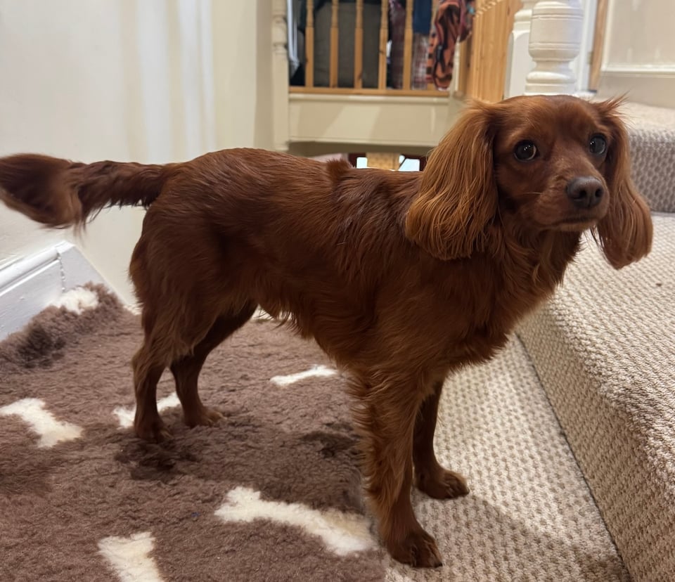 Radio, a straight haired ruby cavapoo, looks worried.