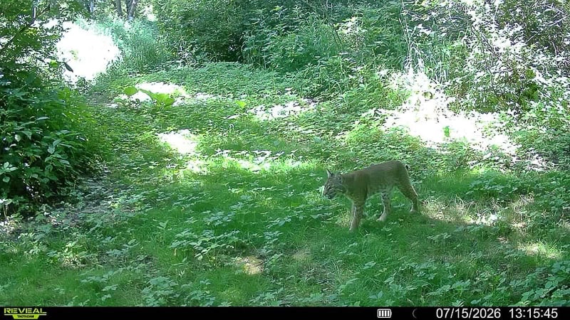 On July 15, a trailcam near a southern portion of Frontenac State Park captured an image of a bobcat, alive and well. / Photo courtesy of Jeff Svihel