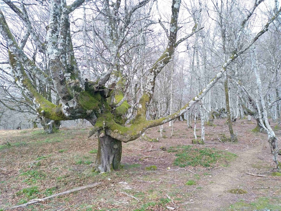 Hêtre "têtard"  dans les Pyrénées, exploité pour le bois de chauffage mais jamais abattu.