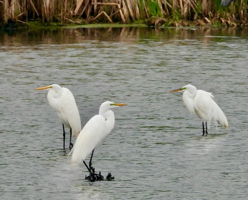 Great Egrets. People driving past the Frontenac pond (Pleasant Valley Lakelet) to the park have excitedly reported frequent sightings of small groups of this elegant bird in the northern marsh area. The word “egret” comes from the French word aigrette, which means “ornamental tufts of plumes,” according to the guidebook “Birds of Minnesota.” Egrets were once hunted almost to extinction for their silky plumage, wildly popular in ladies’ hats. / Photo by Steve Dietz