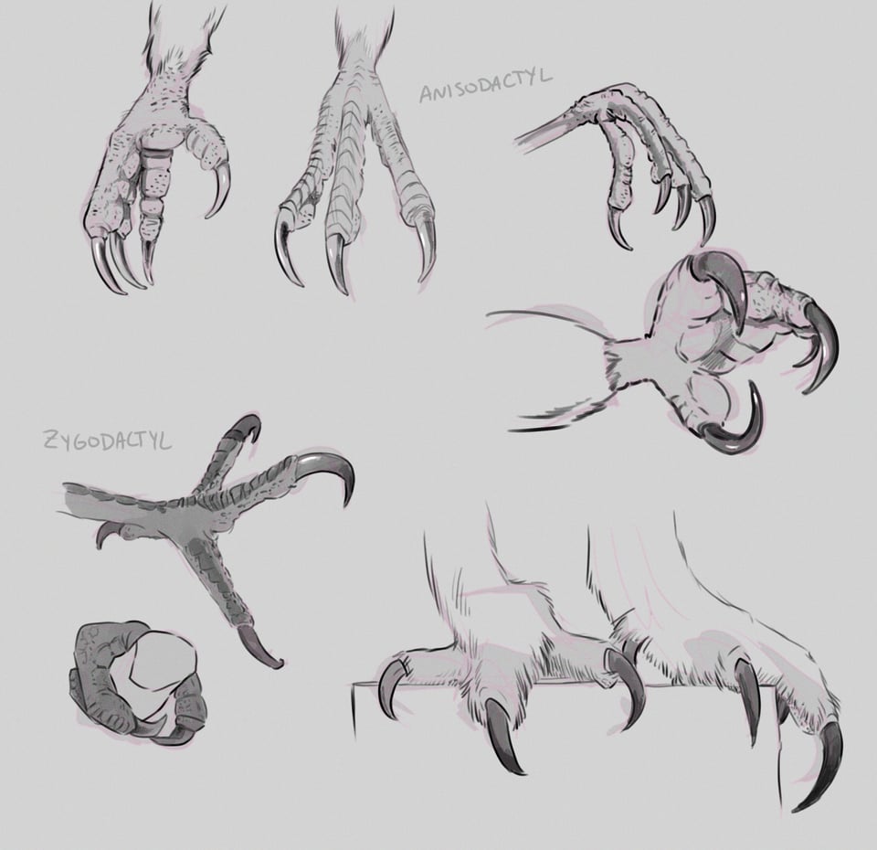 several greyscale drawings of talons and and feet of birds of prey from different angles and gripping or standing on surfaces. near the top: anisodactyl. in the middle left: zygodactyl