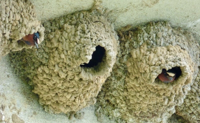 Nesting Cliff Swallows. These aerial acrobats capture their insect food midair. Highly social, they build their gourdlike nests in groups of hundreds or even thousands. / Photo by Bruce Ause