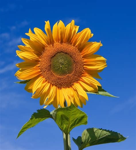 A picture of a large yellow sunflower with a bright blue sky behind it.