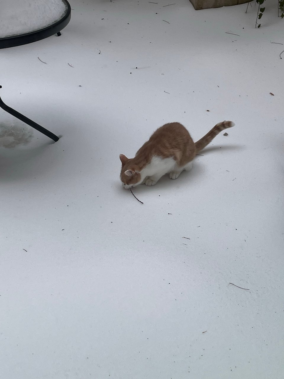 Timmy playing in the snow