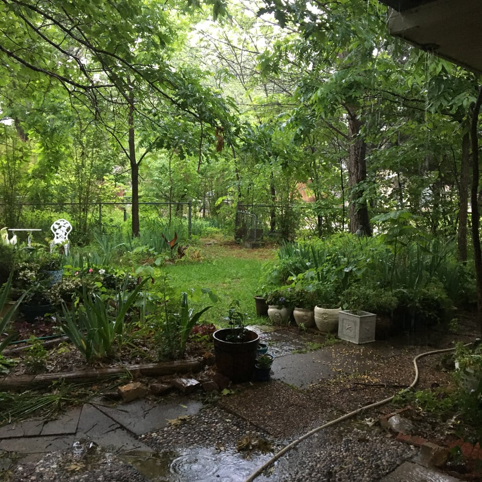 photo of a dense backyard garden made up of bright green trees, flowers in full bloom, and snaking garden hoses