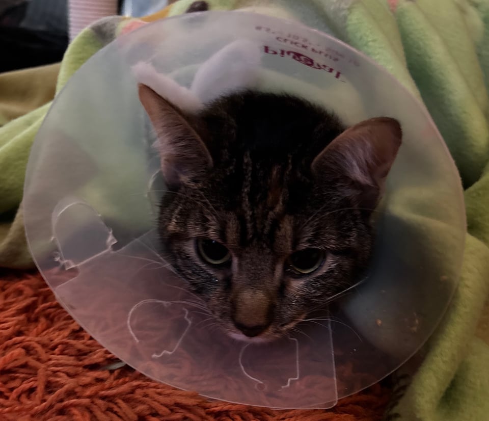 theo (a torbie kitten) in a large plastic cone, under a soft green blanket.