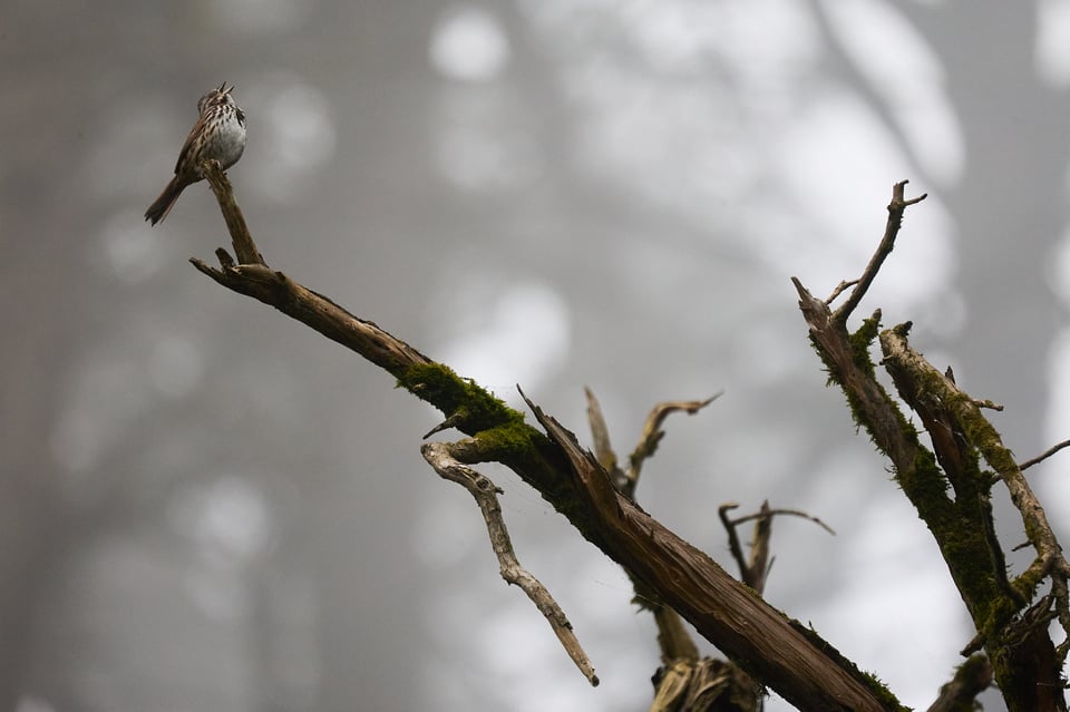 A little brown bird sings at the end of a long branch