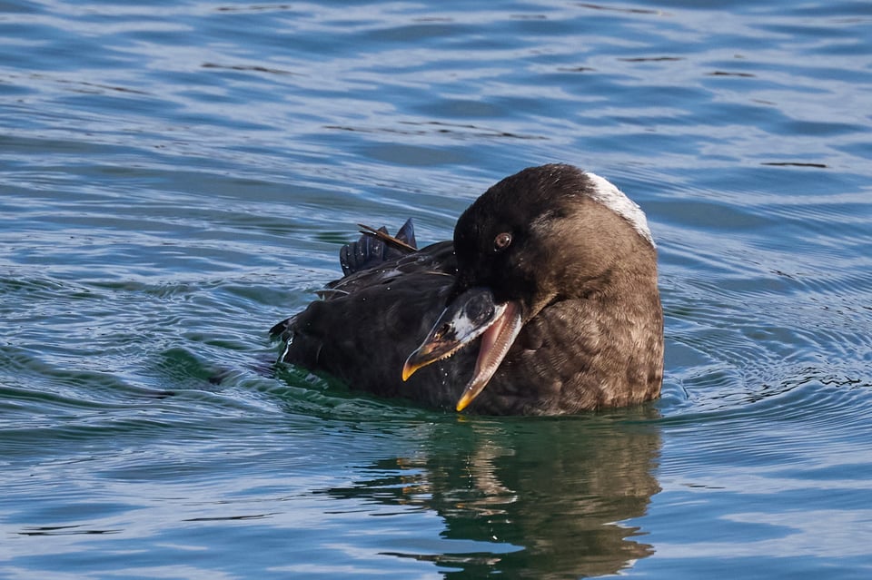 The Ed's Up - A wound in the shape of your words