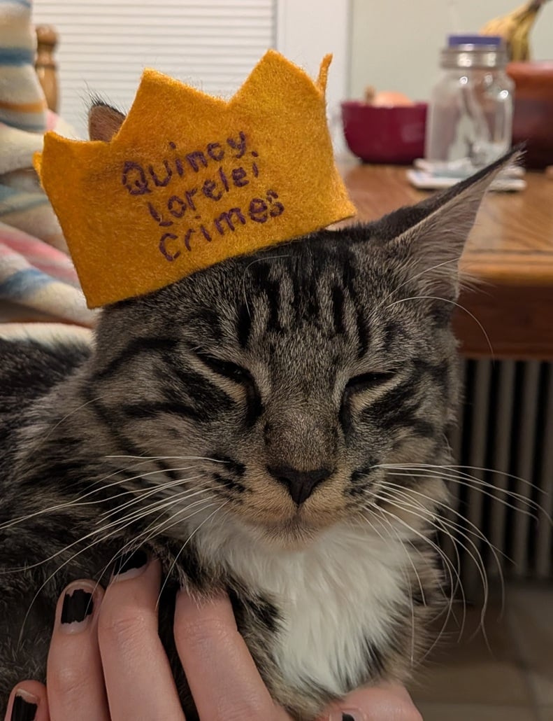 the grey-brown tabby cat looks adorable and relaxed in someone's arms, while wearing a small goldenrod felt crown hand embroidered with his name: Quincy Lorelei Crimes. He is slowblinking.