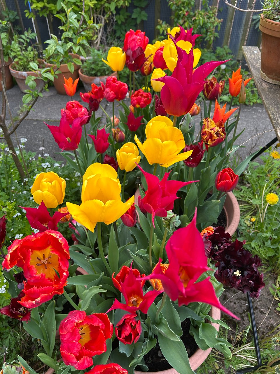 A jumble of tulips in hot pinks, reds, oranges and yellows, with some deep purple parrot tulips too. Image by Rowan Ambrose.