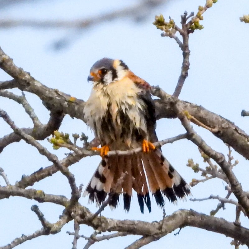 An American Kestrel. We’re hoping for a successful brood for a third year in the nesting box that FSPA placed in the prairie. / Photo by Steve Dietz