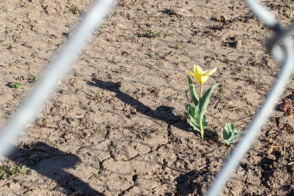 A tulip grows in the middle of an abandoned lot, as seen through a chain link fence.