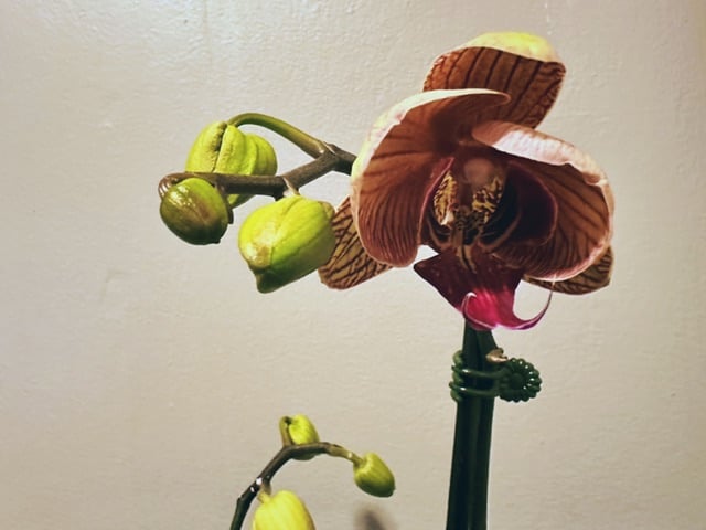 A mid picture of an orchid just starting to bloom. It’s deep purple and white.