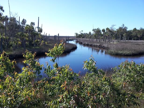 St. Marks National Wildlife Refuge, one inspiration for the Southern Reach Trilogy. Florida marshland with palm trees and other fauna
