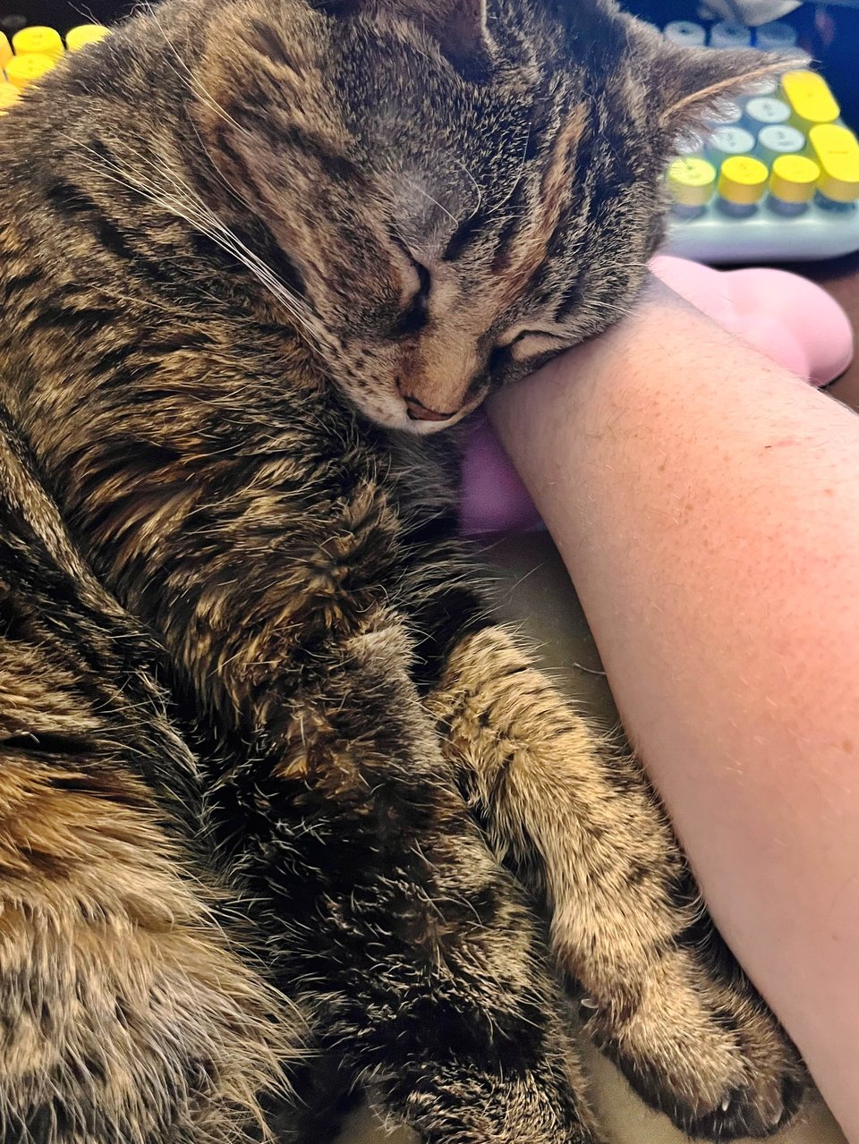 Jojen, a short-haired black, brown, and orange tabby cat, sleeps curled up on the edge of a desk with her head resting on a human arm