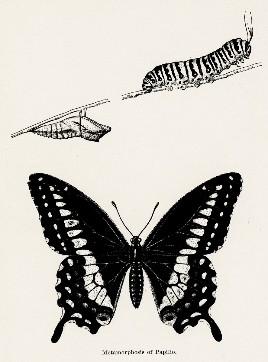 A pupa, a caterpillar and a butterfly, drawn in a black and white pointillist style. Caption reads āMetamorphosis of Papilio.ā