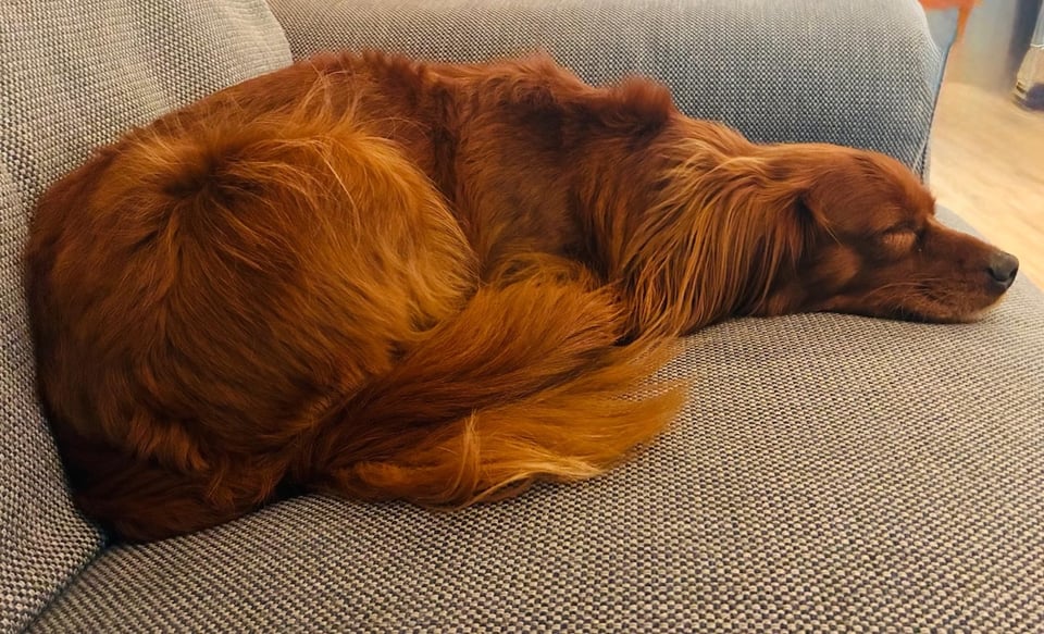 A cute dog fast asleep.
