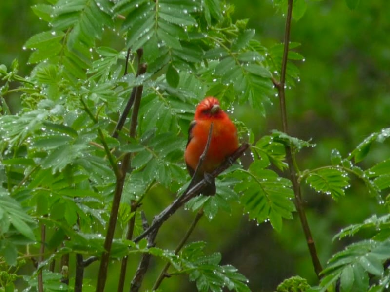 A Scarlet Tanager. These radiant birds arrive in late spring and depart in early fall. / Photo by Bruce Ause