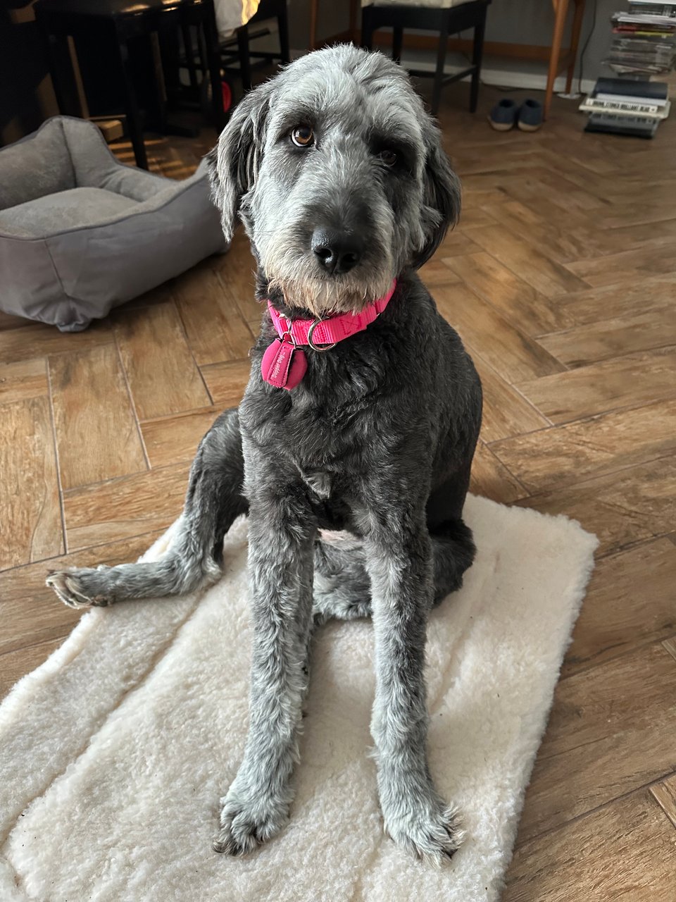 photo of gray aussiedoodle sitting on a fleece mat. with one of her rear legs out to the side