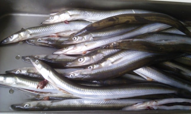 lançons (Golfe de Gascogne)