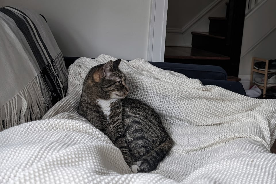 a cat on a blanket