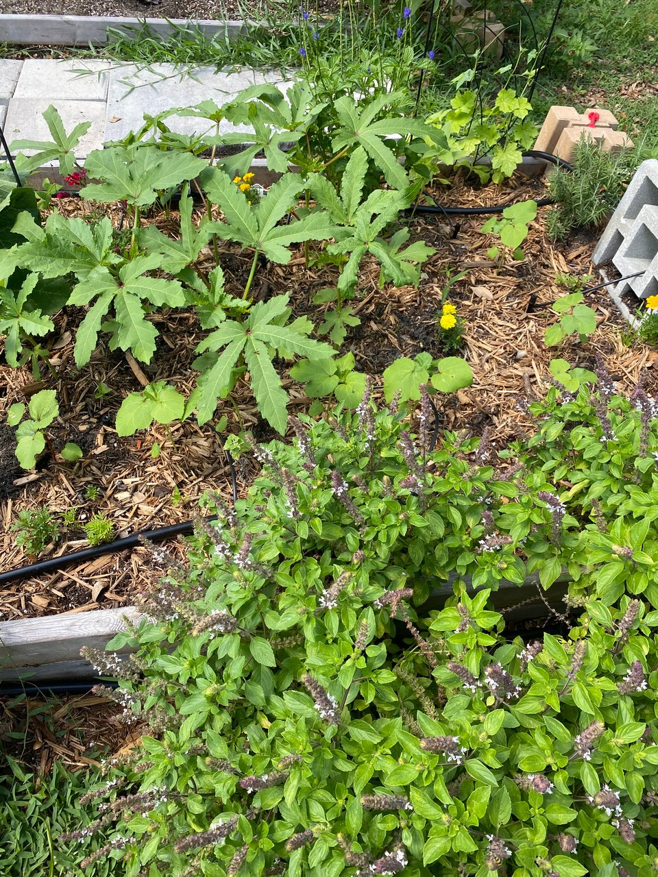 another image of my garden bed from a different angle. okra, african basil, and luffa vine in the upper right hand corner of the bed. pops of color brought by marigolds, salvia, and porterweed