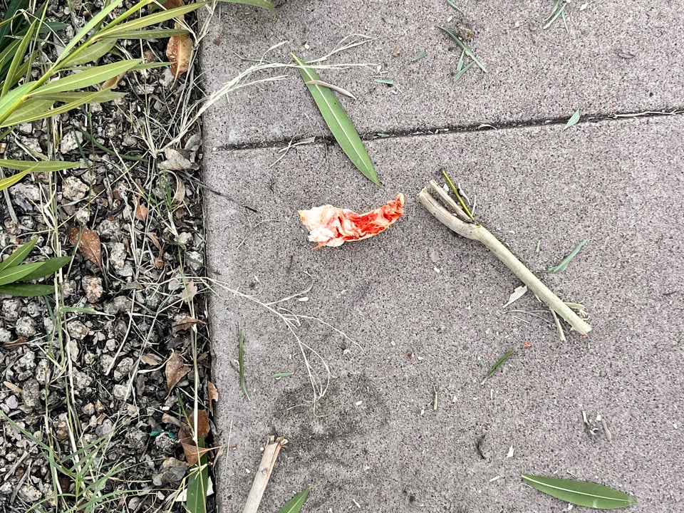 A slice of grapefruit laying on the sidewalk after someone ate the fruit, leaving just the rind and some pulp.