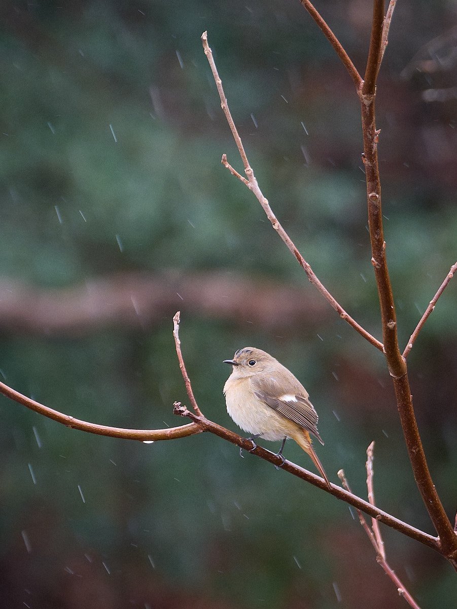 A daurian redstart in the rain.
