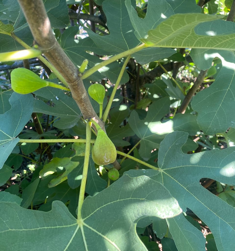 A journey to the local food forest