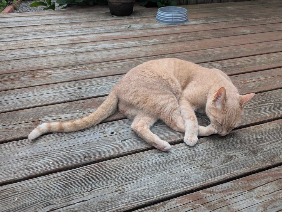 A buff cat on bare boards, biting his own back foot while a front paw holds his leg down.