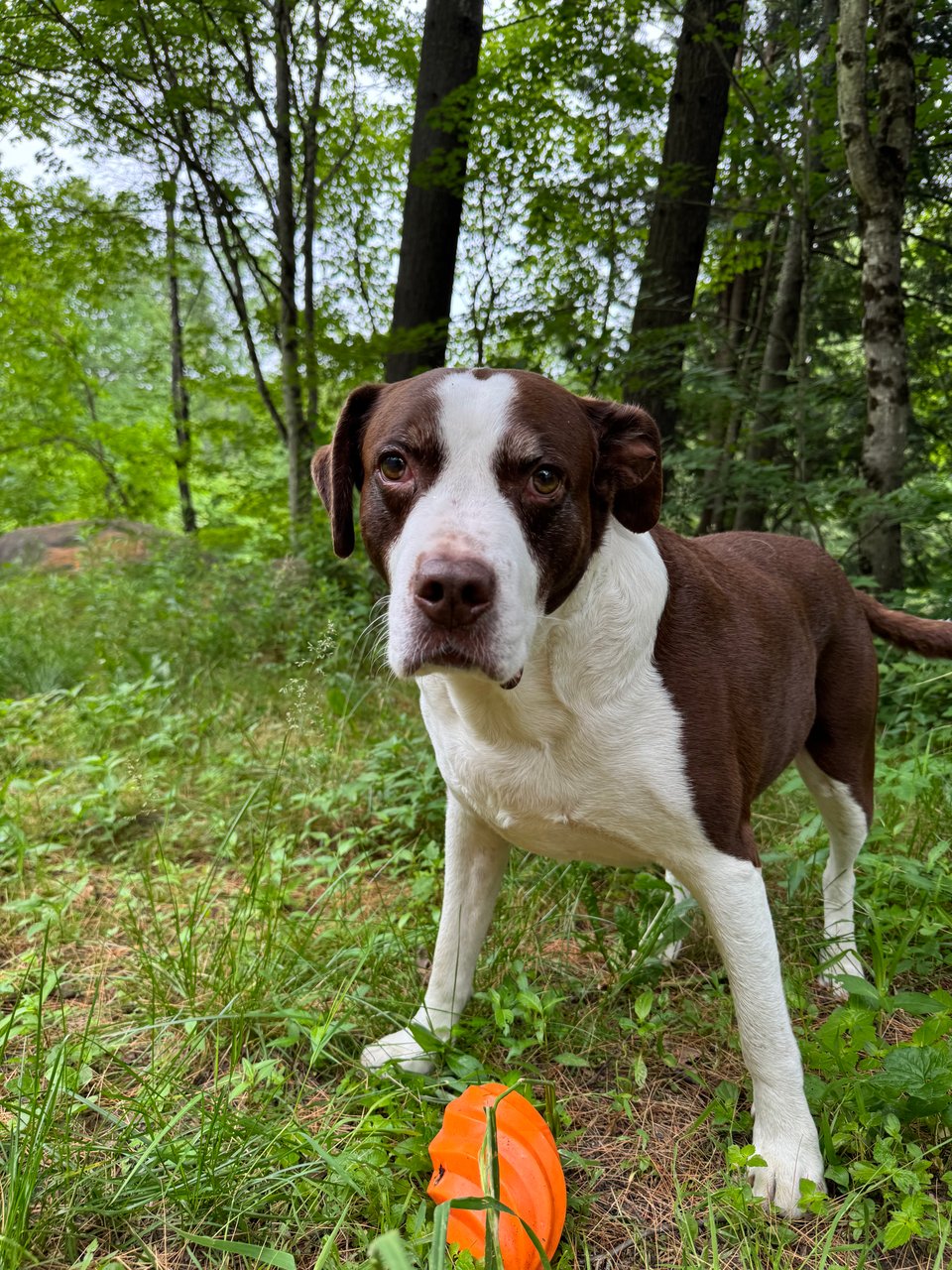 Charlie, a large brown and white English Springer Spaniel Mix with short hair, stands over an orange football and looks dramatically at the camera.