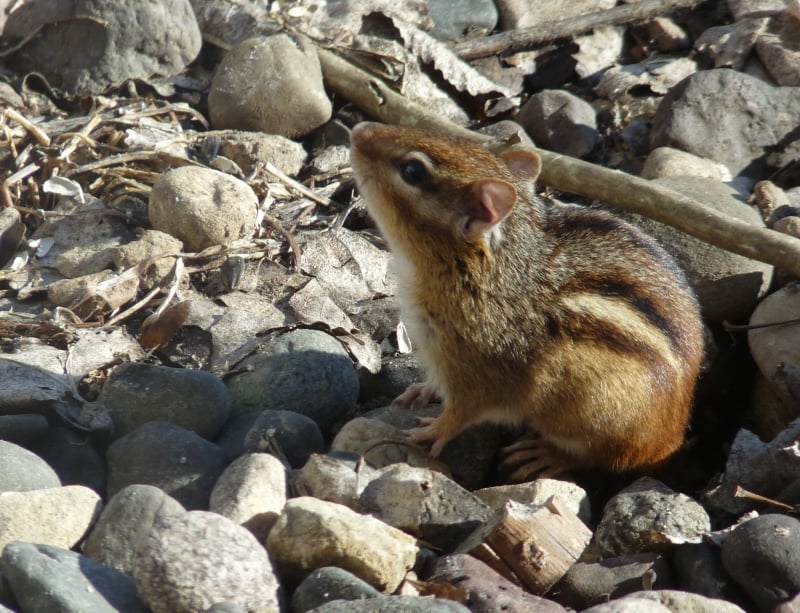 The Eastern chipmunk is most active in the fall, which is saying something, because, when did you ever see a chipmunk that WASN’T active? But they’re especially so now as they prepare to retreat to their snug winter burrows, which apparently have nice big pantries. And, what are they actually doing? Why, eating or storing food, of course! Seeds, acorns, berries, sometimes even hapless animals smaller than themselves. Go, Alvin! / Photo by Bruce Ause