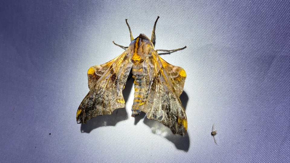 a photo of a big brown sphinx moth with ornately colored brown and orange wings, a big fuzzy body, and four visible legs, on a white background