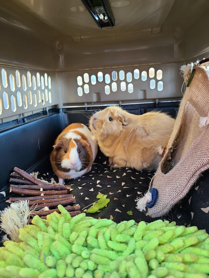 Two guinea pigs, Baby and Clouet, in their carrier. They have a green snuffle mat, a holder for hay, some apple sticks to chew on, and a comfy mat. 