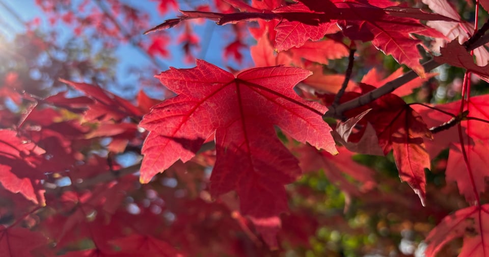 Very red maple leaves with the sun shining throug them