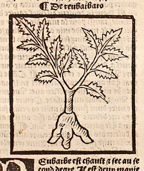 Seriously though I think "rhubarb" was just any foreign root people sold to make you poop the historical record here is mad murky