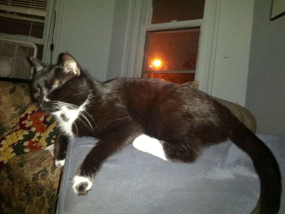 Walter, a tuxedo cat, perched on the arm of a couch
