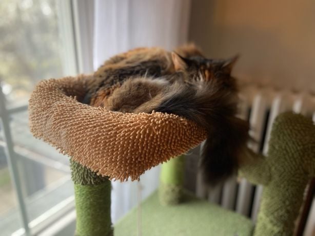 A long-haired calico cat curled on a cat tree, her fluffy tail obscuring her face.