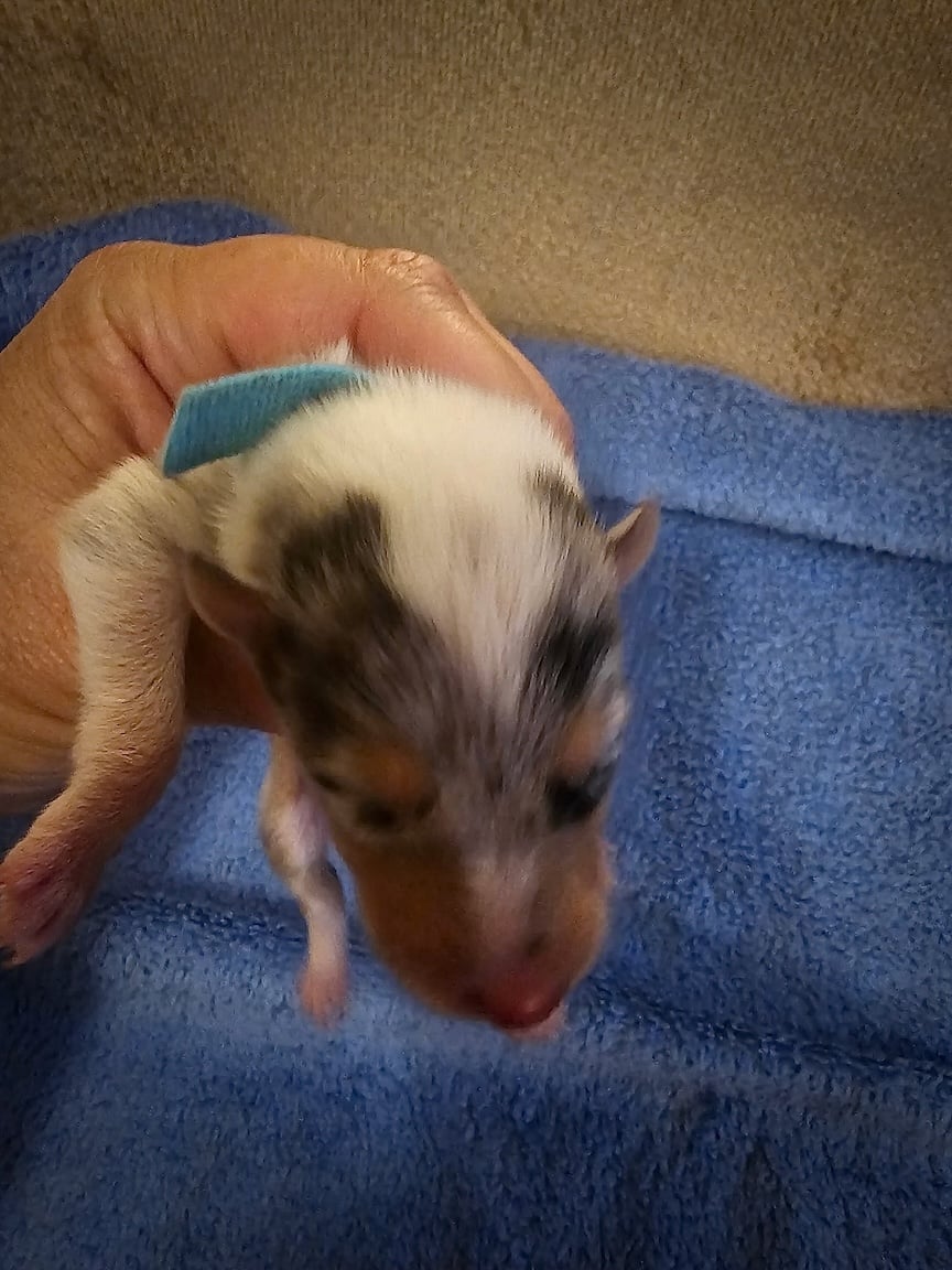 Opal at a few days old and the size of a human hand.