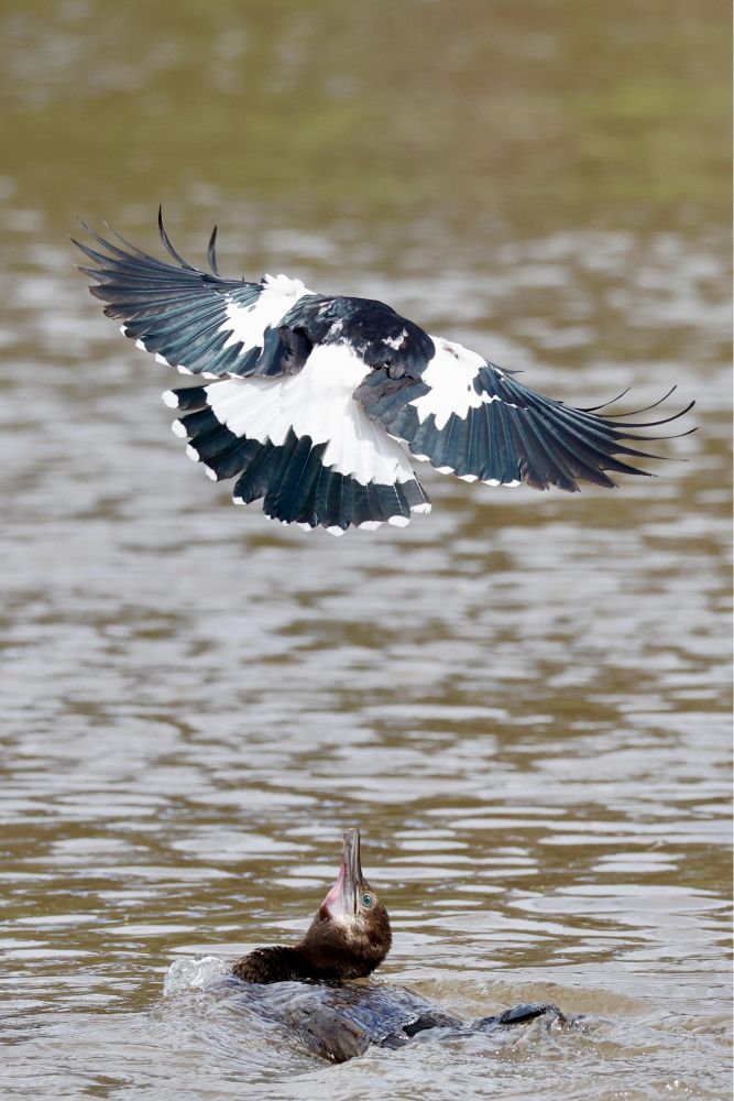 A black and white bird hovering above a cormorant