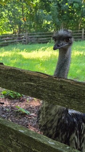 Alt text: Photograph of an emu looking right at the camera, appearing fully aware of its surroundings. The emu is in 3/4 profile, with sharp looking eyes and a little tuft of white feathers poking up from its forehead from between heavy brows. The sunlight falls behind the emu on some greenery. A wooden plank crosses the emu between chest and neck.