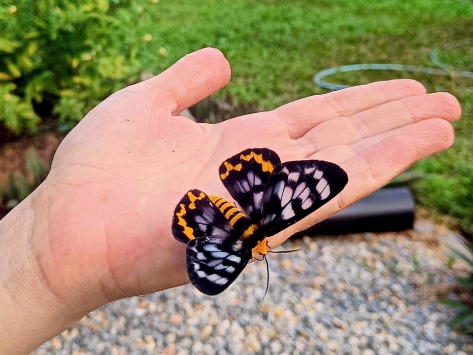 Moth Threshold Encounter