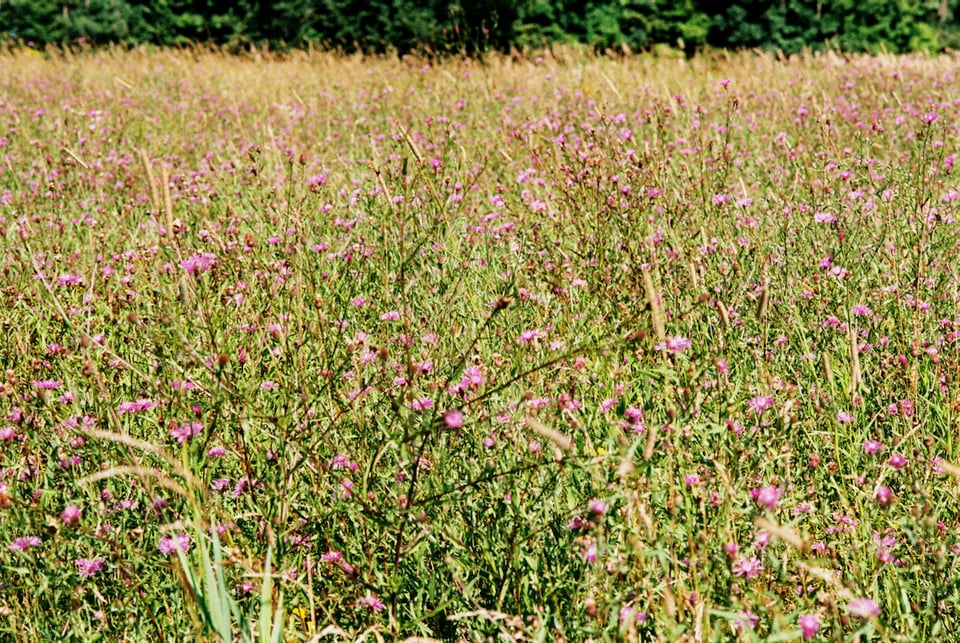 A field of flowers