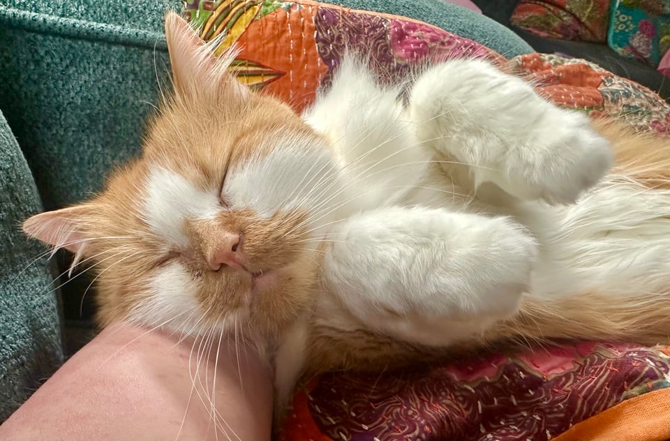 a precious orange and white fluffy cat sleeping like an angel and definitely not dreaming of eating all my expensive lotion