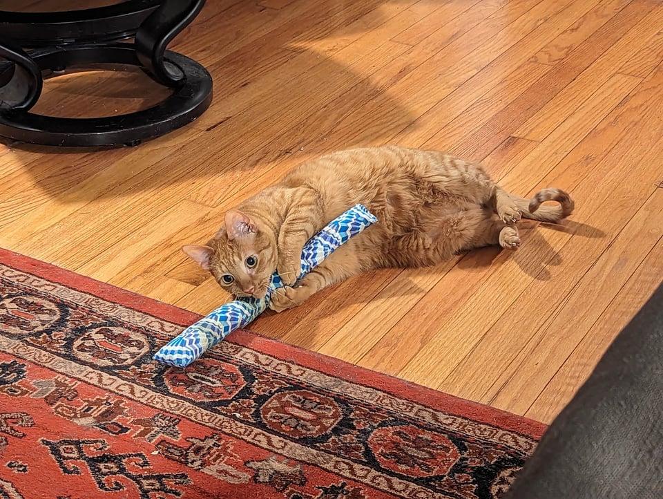 A cat clutching a stuffed noodle, thin tail curling