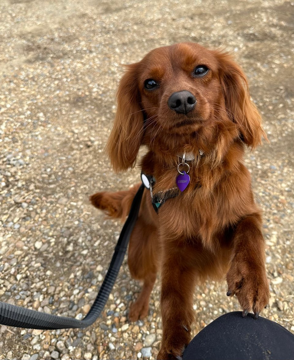 Radio perched on my knee looking super cute after a grooming.