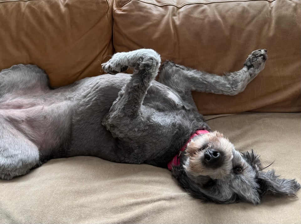 photo of gray aussiedoodle lying on her back on a light brown leather sofa; her front legs/paws are bent so that she looks like an Egyptian hieroglyph