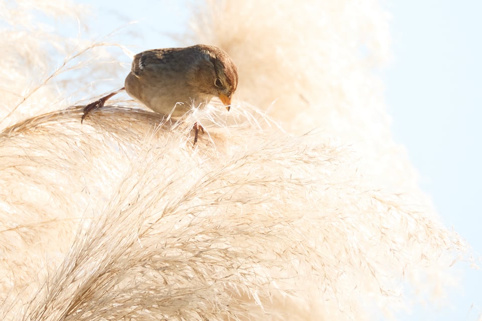 A little brown bird, perched on some ethereal pampas grass