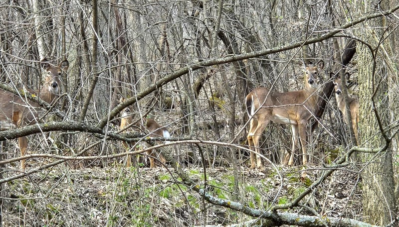 White-tailed deer loiter in a tangled area of the park. In a month or two, you’ll be seeing many a fawn with them. / Photo by Pamela Miller